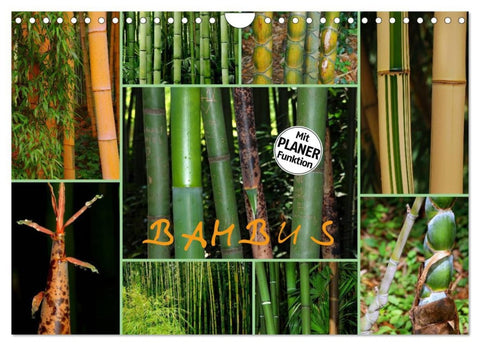 BAMBUS (Wandkalender 2026 DIN A4 quer), CALVENDO Monatskalender
