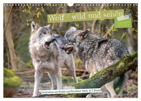 Wolf - wild und schön (Wandkalender 2027 DIN A3 quer), CALVENDO Monatskalender