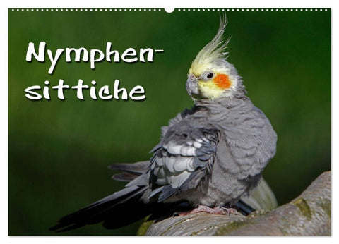 Nymphensittiche (Wandkalender 2027 DIN A2 quer), CALVENDO Monatskalender