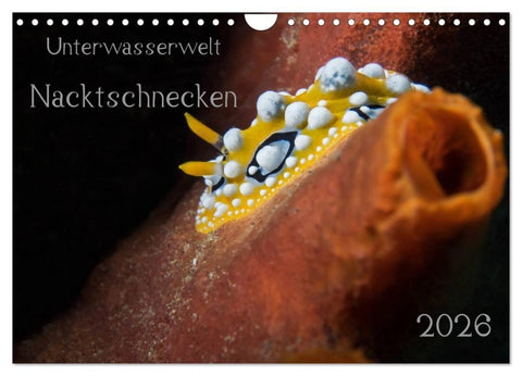 Unterwasserwelt Nacktschnecken (Wandkalender 2026 DIN A4 quer), CALVENDO Monatskalender