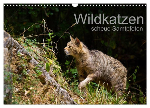 Wildkatzen - scheue Samtpfoten (Wandkalender 2027 DIN A3 quer), CALVENDO Monatskalender