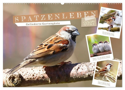 Gefiederte Gartengäste, Spatzenleben (Wandkalender 2027 DIN A2 quer), CALVENDO Monatskalender