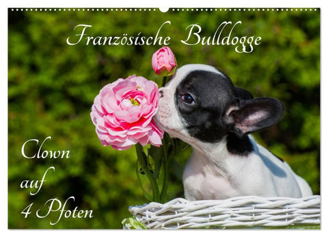 Französische Bulldogge - Clown auf 4 Pfoten (Wandkalender 2026 DIN A2 quer), CALVENDO Monatskalender