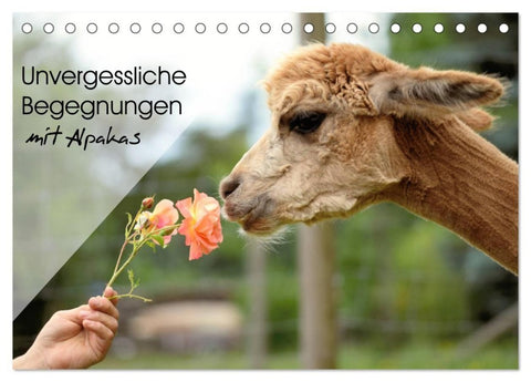 Unvergessliche Begegnungen mit Alpakas (Tischkalender 2027 DIN A5 quer), CALVENDO Monatskalender