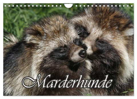 Marderhunde (Wandkalender 2026 DIN A4 quer), CALVENDO Monatskalender