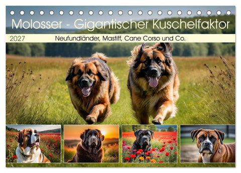 Molosser - Gigantischer Kuschelfaktor (Tischkalender 2027 DIN A5 quer), CALVENDO Monatskalender
