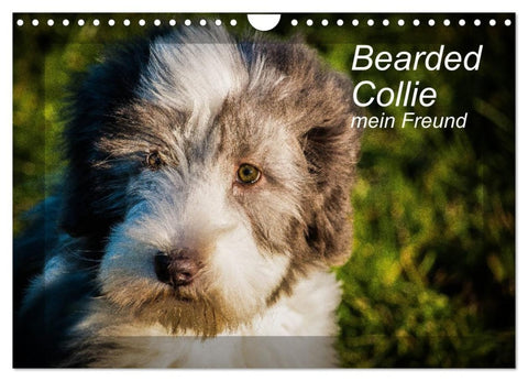 Bearded Collie, mein Freund (Wandkalender 2027 DIN A4 quer), CALVENDO Monatskalender