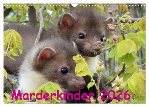 Marderkinder (Wandkalender 2026 DIN A3 quer), CALVENDO Monatskalender