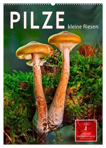Pilze - kleine Riesen (Wandkalender 2027 DIN A2 hoch), CALVENDO Monatskalender