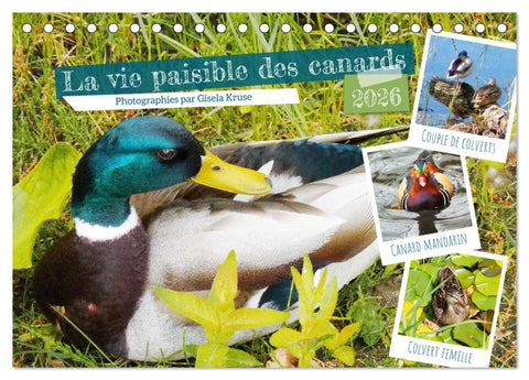 La vie paisible des canards (Calendrier de bureau 2026 DIN A5 vertical), CALVENDO calendrier mensuel