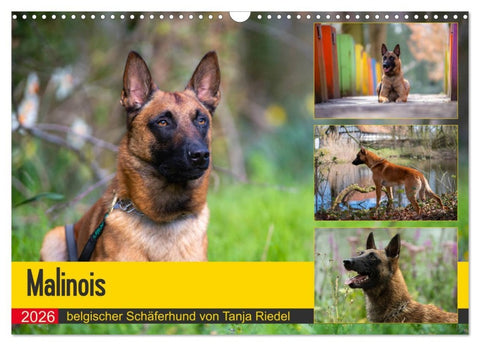 Malinois - belgischer Schäferhund (Wandkalender 2026 DIN A3 quer), CALVENDO Monatskalender