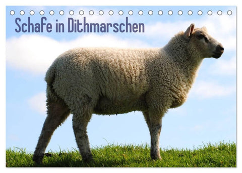 Schafe in Dithmarschen (Tischkalender 2026 DIN A5 quer), CALVENDO Monatskalender