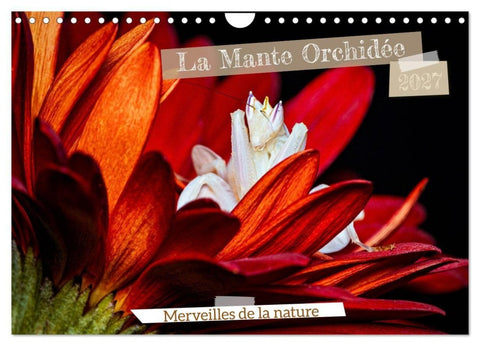 La Mante Orchidée (Calendrier mural 2027 DIN A4 vertical), CALVENDO calendrier mensuel