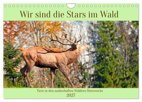 Wir sind die Stars im Wald (Wandkalender 2027 DIN A4 quer), CALVENDO Monatskalender