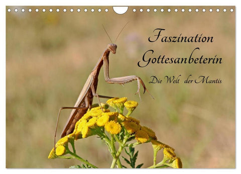 Faszination Gottesanbeterin - Die Welt der Mantis (Wandkalender 2026 DIN A4 quer), CALVENDO Monatskalender