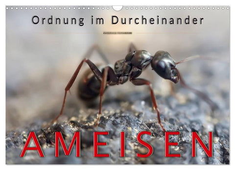 Ameisen - Ordnung im Durcheinander (Wandkalender 2027 DIN A3 quer), CALVENDO Monatskalender