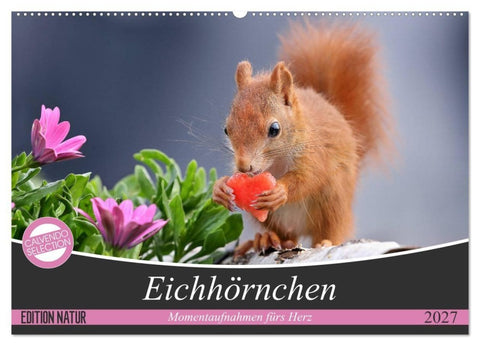 Eichhörnchen Momentaufnahmen fürs Herz (Wandkalender 2027 DIN A2 quer), CALVENDO Monatskalender