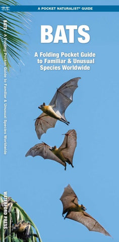 Bats