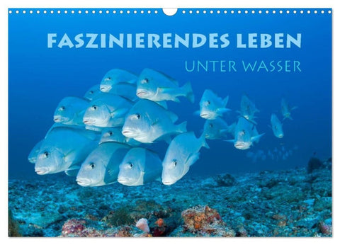 Faszinierendes Leben unter Wasser (Wandkalender 2027 DIN A3 quer), CALVENDO Monatskalender