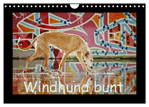 Windhund bunt (Wandkalender 2026 DIN A4 quer), CALVENDO Monatskalender