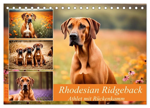 Rhodesian Ridgeback - Athlet mit Rückenkamm (Tischkalender 2027 DIN A5 quer), CALVENDO Monatskalender