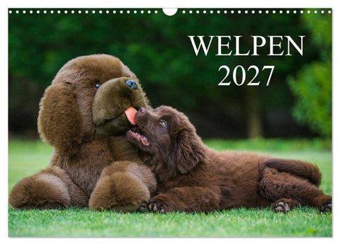 Welpen 2027 (Wandkalender 2027 DIN A3 quer), CALVENDO Monatskalender