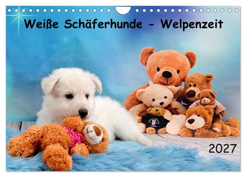 Weiße Schäferhunde - Welpenzeit (Wandkalender 2027 DIN A4 quer), CALVENDO Monatskalender