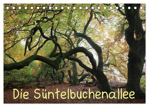 Die Süntelbuchenallee (Tischkalender 2027 DIN A5 quer), CALVENDO Monatskalender