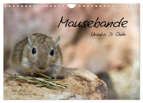 Mausebande (Wandkalender 2027 DIN A4 quer), CALVENDO Monatskalender
