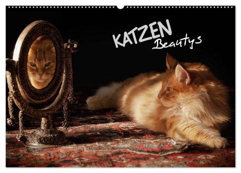 KATZEN Beautys (Wandkalender 2027 DIN A2 quer), CALVENDO Monatskalender