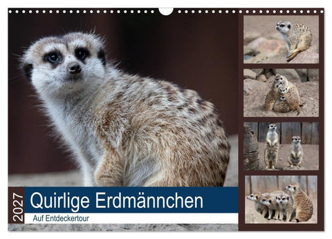 Quirlige Erdmännchen (Wandkalender 2027 DIN A3 quer), CALVENDO Monatskalender