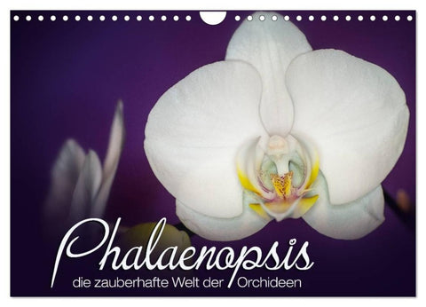 Phalaenopsis - die zauberhafte Welt der Orchideen (Wandkalender 2027 DIN A4 quer), CALVENDO Monatskalender