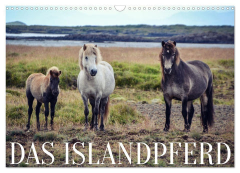 Das Islandpferd (Wandkalender 2027 DIN A3 quer), CALVENDO Monatskalender