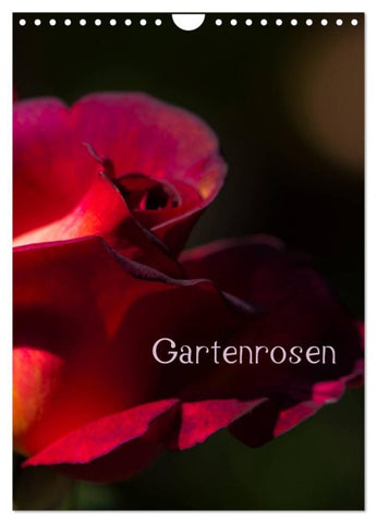 Gartenrosen (Wandkalender 2026 DIN A4 hoch), CALVENDO Monatskalender
