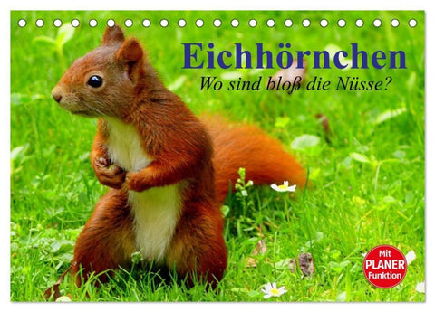 Eichhörnchen. Wo sind bloß die Nüsse? (Tischkalender 2027 DIN A5 quer), CALVENDO Monatskalender