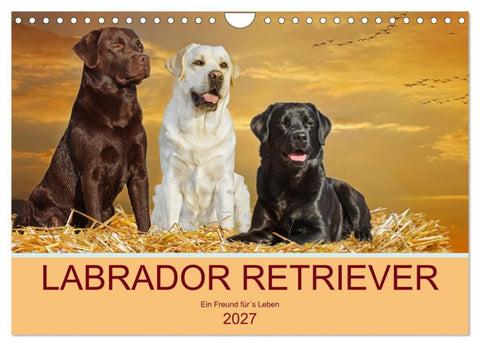 Labrador Retriever - Ein Freund für´s Leben (Wandkalender 2027 DIN A4 quer), CALVENDO Monatskalender