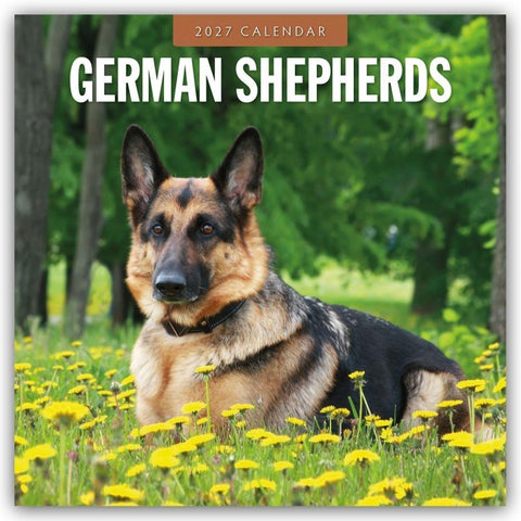 German Shepherds – Deutscher Schäferhund 2027 – 16-Monatskalender