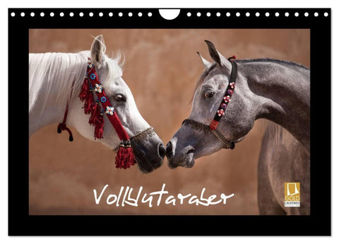 Vollblutaraber (Wandkalender 2026 DIN A4 quer), CALVENDO Monatskalender