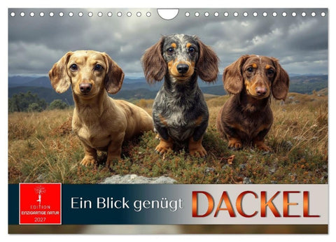 Dackel - ein Blick genügt (Wandkalender 2027 DIN A4 quer), CALVENDO Monatskalender