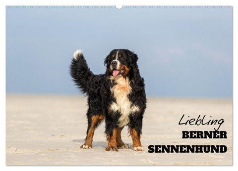 Liebling BERNER SENNENHUND (Wandkalender 2026 DIN A2 quer), CALVENDO Monatskalender