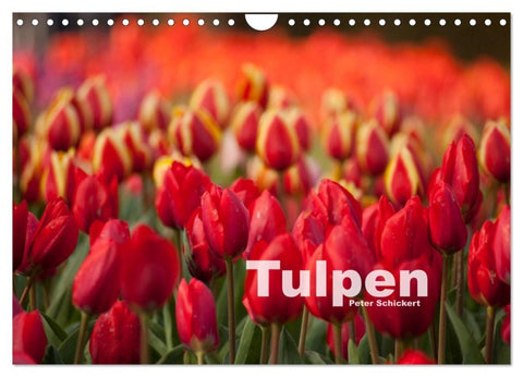 Tulpen (Wandkalender 2026 DIN A4 quer), CALVENDO Monatskalender