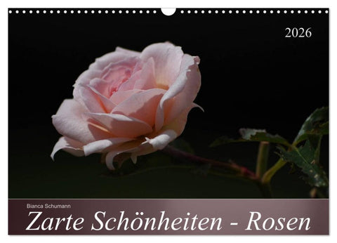 Zarte Schönheiten - Rosen (Wandkalender 2026 DIN A3 quer), CALVENDO Monatskalender