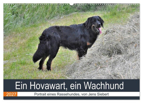 Ein Hovawart, ein Wachhund (Wandkalender 2027 DIN A2 quer), CALVENDO Monatskalender