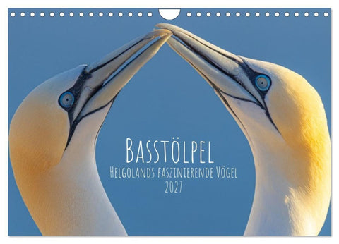 Basstölpel - Helgolands faszinierende Vögel (Wandkalender 2027 DIN A4 quer), CALVENDO Monatskalender