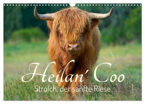Heilan' Coo - Strolch, der sanfte Riese (Wandkalender 2027 DIN A3 quer), CALVENDO Monatskalender