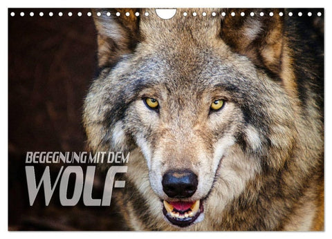 Begegnung mit dem Wolf (Wandkalender 2027 DIN A4 quer), CALVENDO Monatskalender