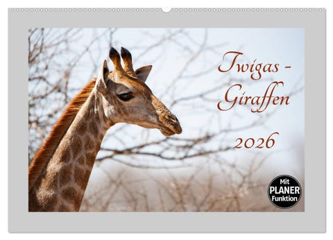 Twigas - Giraffen (Wandkalender 2026 DIN A2 quer), CALVENDO Monatskalender