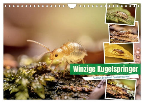 Winzige Kugelspringer (Wandkalender 2027 DIN A4 quer), CALVENDO Monatskalender