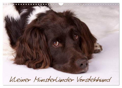 Kleiner Münsterländer Vorstehhund (Wandkalender 2027 DIN A3 quer), CALVENDO Monatskalender