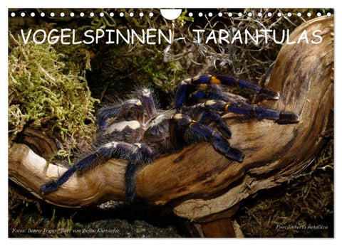 Vogelspinnen - Tarantulas (Wandkalender 2026 DIN A4 quer), CALVENDO Monatskalender